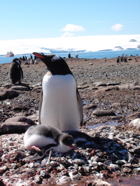 Gentoo penguin with chick