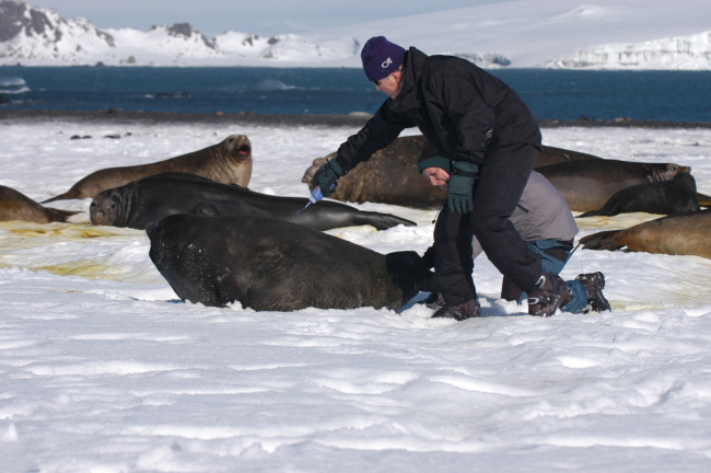 Preparing elephant seal cow for placement of satellite transmitter