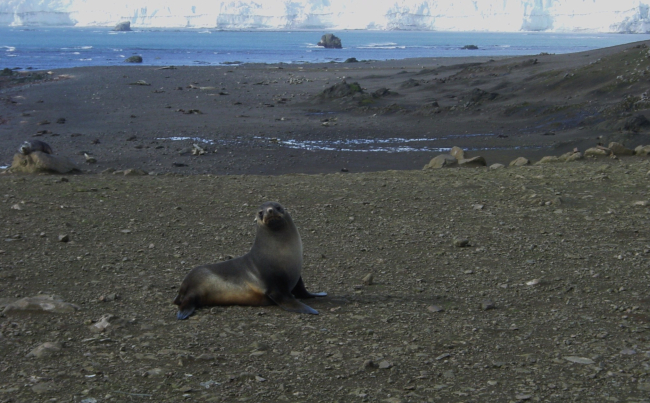 An Antarctic fur seal