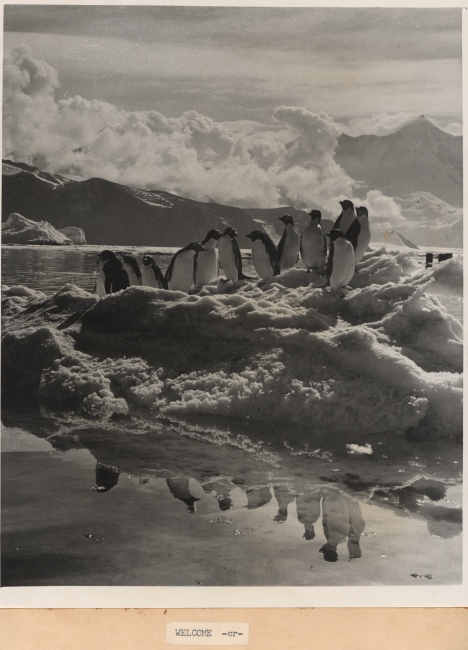 The welcome image for the report - Adelie penguins on an ice floe with theirreflection in calm waters