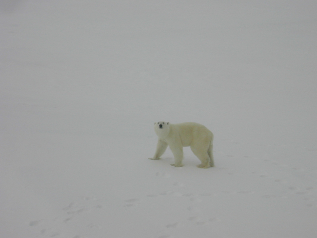 Polar bear (Ursus maritimus) walking on Arctic sea ice