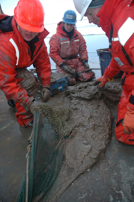 Muddy scientists checking out the bottom trawl net for creatures