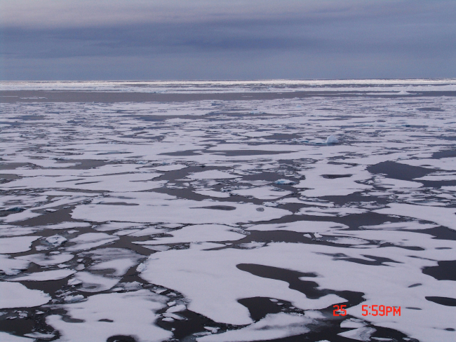 An area of first year ice floes