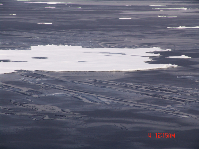 Nilas ice surrounding a floe
