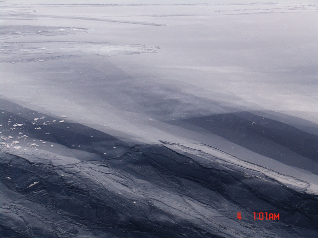 Dark nilas ice which easily bends on waves and swell