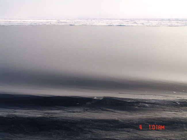 Dark nilas ice which easily bends on waves and swell