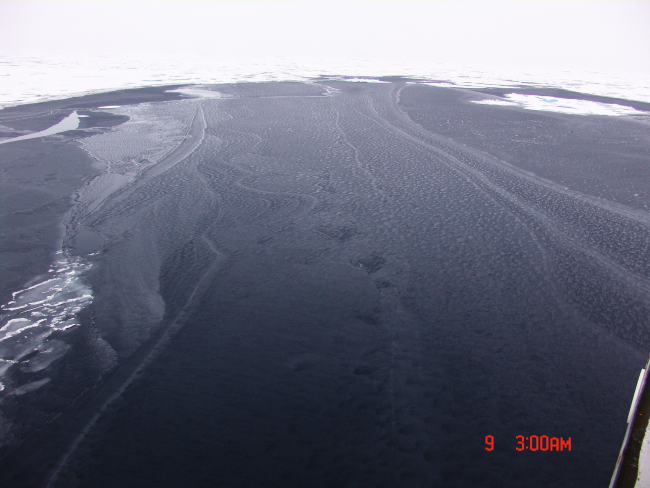 Nilas ice and gray ice in a polynya