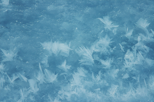 Frost flowers at Ice Camp