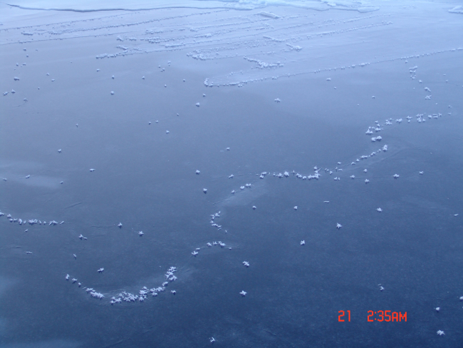 Ice crystals on nilas ice