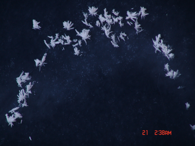 Frost flowers on frazil ice