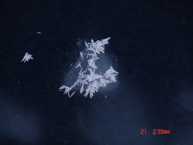Frost flowers on forming on small pancake in frazil ice