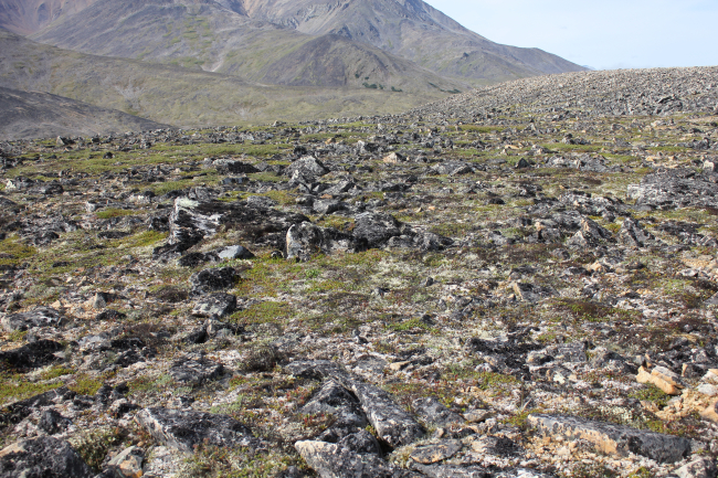 Frost-heaved lichen covered rocks interspersed with Arctic plants along theKougarok Highway