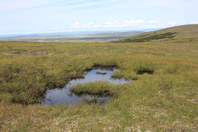 A melt pond on high tundra above the Imuruk Basin