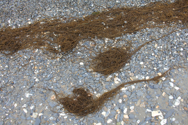 Stringy seaweed on the cobble beach at Teller