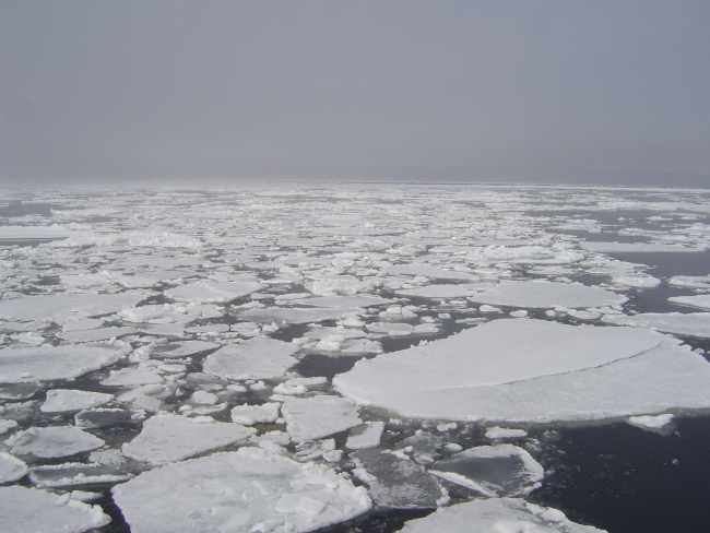 Ice floes extending to the horizon