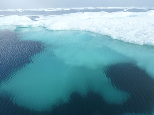 Fantastic shapes of melting ice below surface floe
