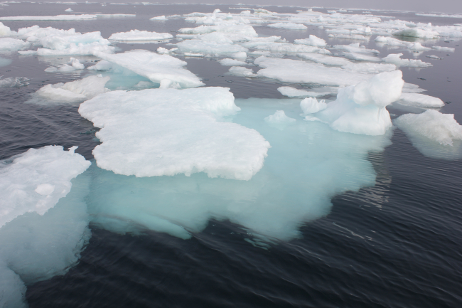 Melting ice floes and brash ice