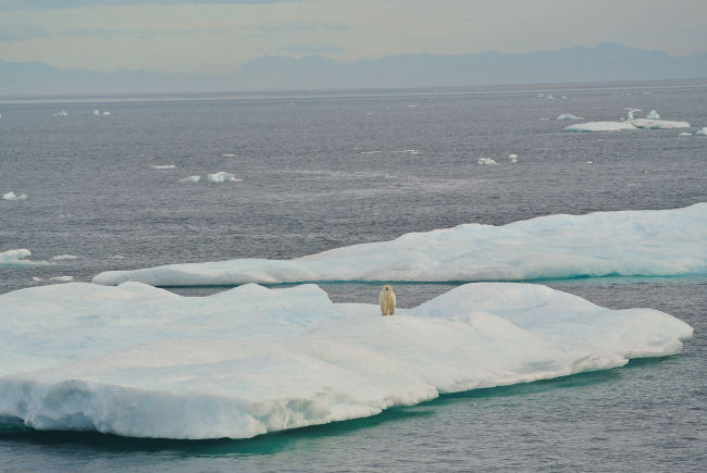 Ice floe with polar bear in Beaufort Sea