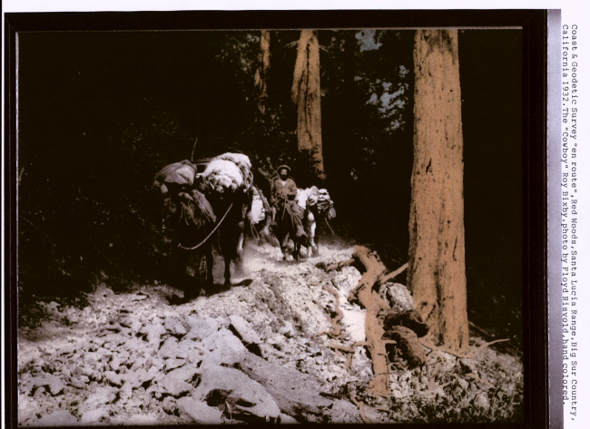 Hand-painted blown-up photograph of Cowboy Roy Bixby passing through theredwoods in Palo Colorado Canyon, the furthest south stand of redwoods inCalifornia