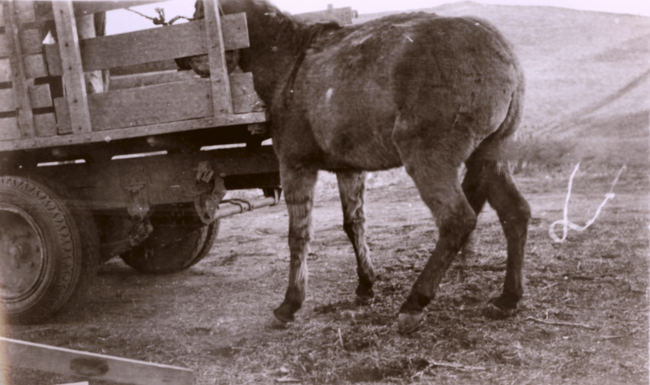 Mule waiting to be loaded on truck for transport