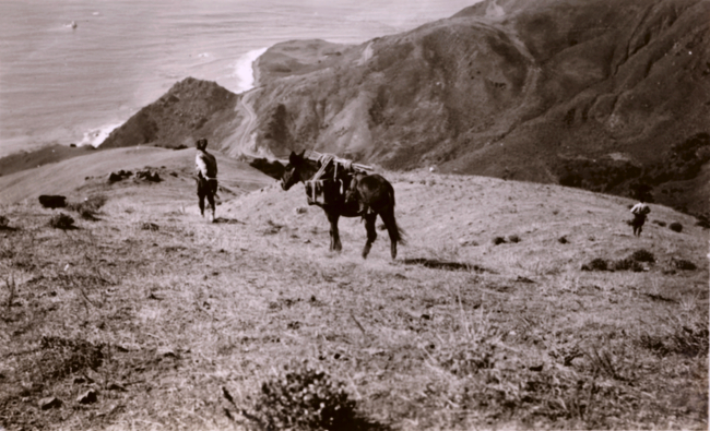 Jack Bachtel leading a mule down from a triangulation station in the Santa Lucia Mountains south of Monterey