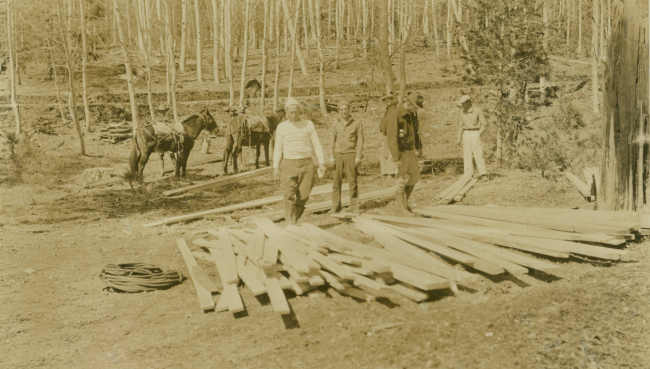 Packing mules with lumber to build tower on Mt