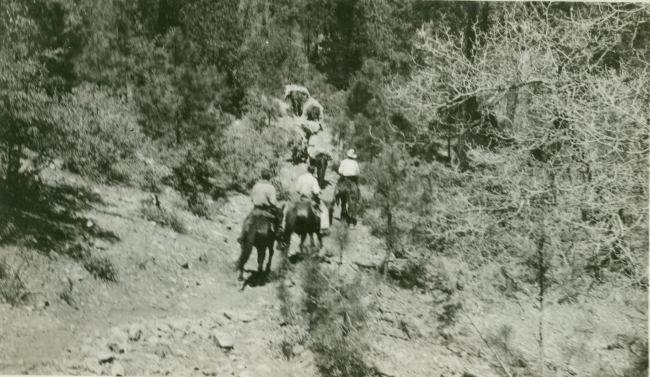 On the trail to Station Mogollon on the Mogollon Rim, a 25-mile horse pack