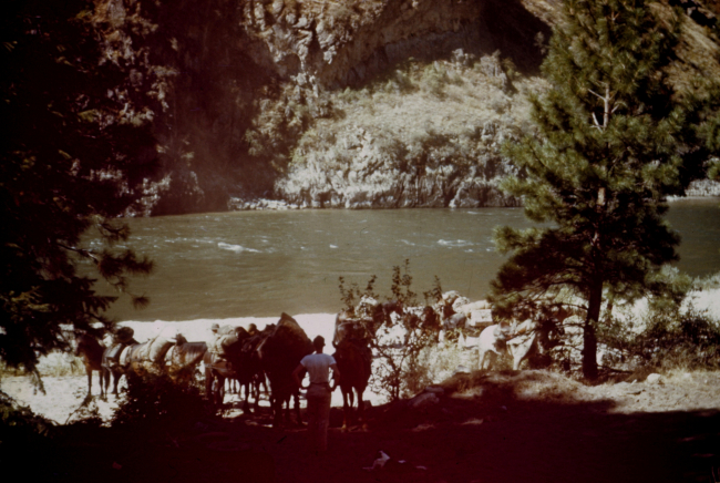 Loading the pack horses at our camp on Cash Bar on the Salmon River