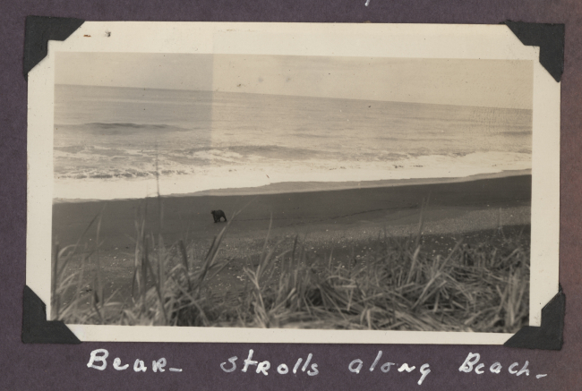 Bear strolling along beach - a reminder that this was still a very wildcoastline