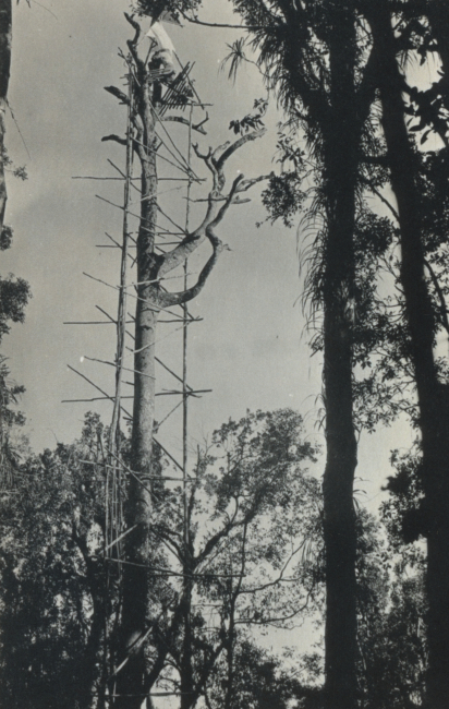 Tree with scaffolding used for signal and observing stand on Philippine island