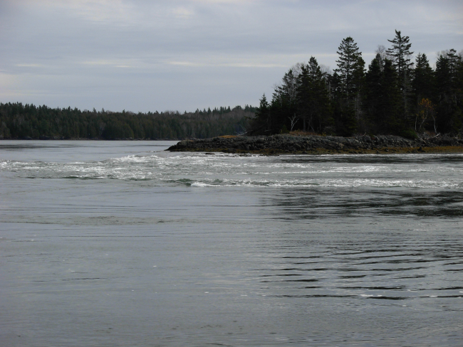 Tidal overfall known as Reversing Falls in Cobscook Bay