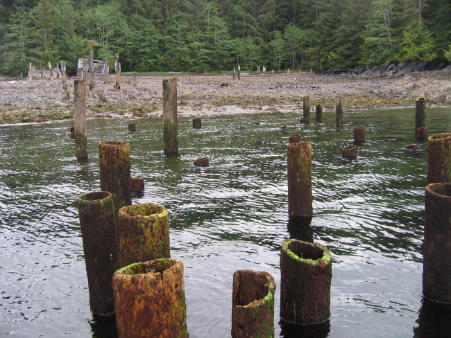 Numerous offshore pilings mark a collapsed pier at a deserted cannery