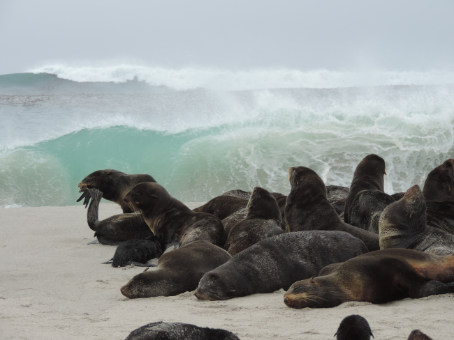 Northern fur seals haul out on San Miguel in the Channel Islands