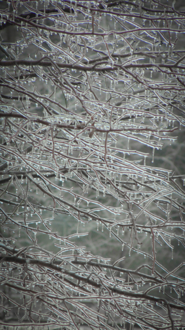 Ice melting on a tree
