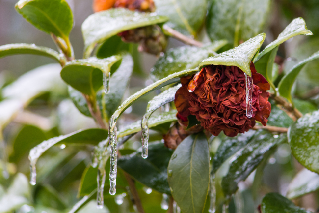 Frozen Drip - Freezing rain and glaze on a camellia