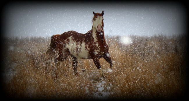 The herd sire in a December snow squall