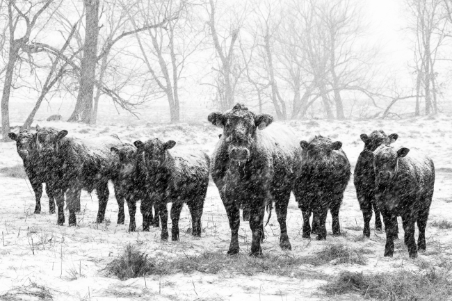 Snowy cows