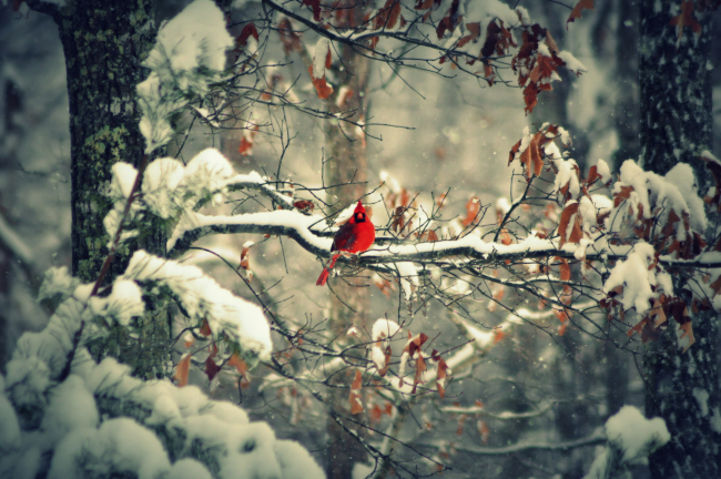 A cardinal sitting out a snowstorm on a February morning