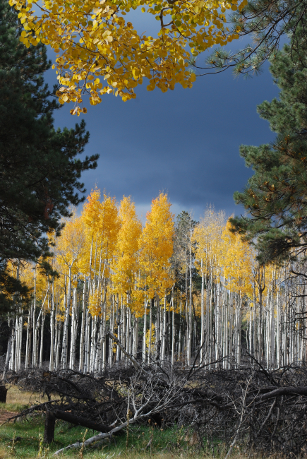 Storm rolling in over the aspens in full fall colors