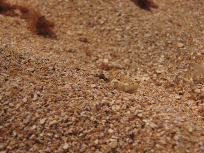 Reef lizardfish (Synodus variegatus)