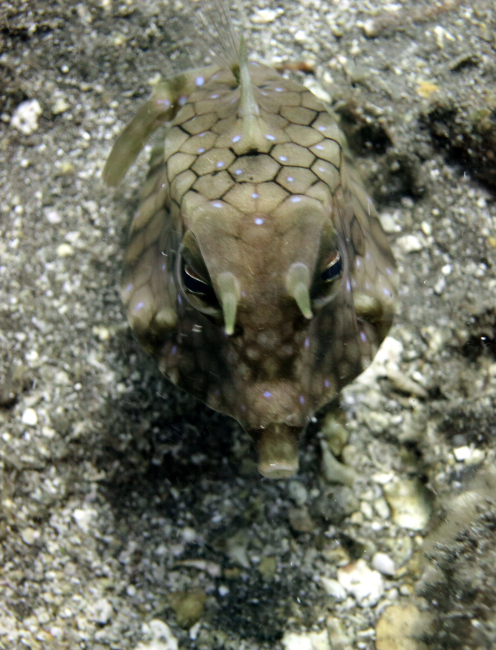 Spiny boxfish (Chilomycterus schoepfii)