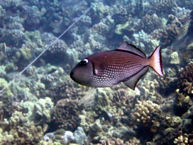 Female gilded triggerfish