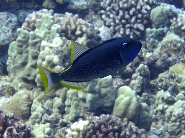 Male gilded triggerfish
