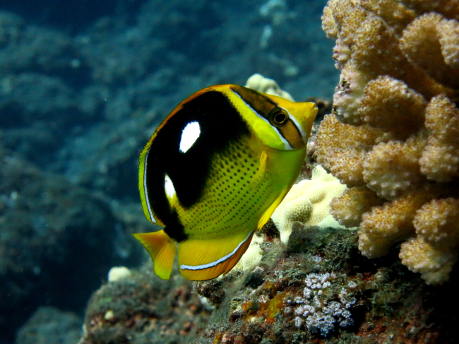 Fourspot butterfly fish