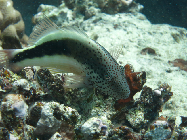 Freckled hawkfish (Paracirrhites forsteri)