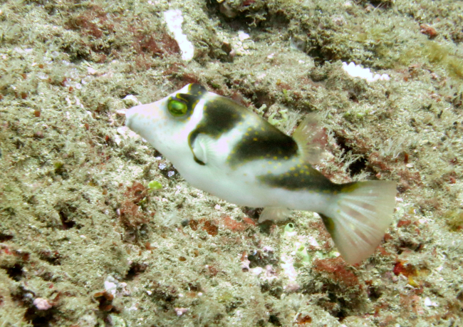 Crowned toby (Canthigaster coronata)