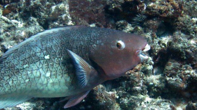 Redlipped parrotfish - initial phase
