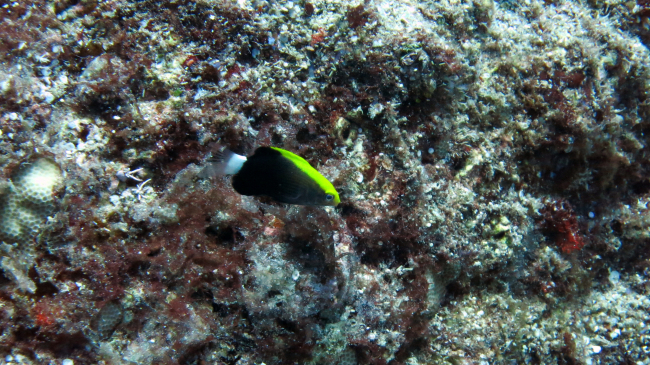 Juvenile Hawaiian hogfish (Bodianus albotaeniatus)