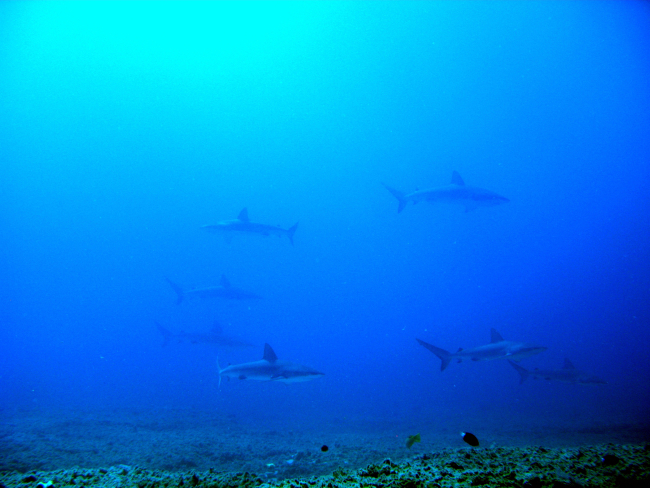 Galapagos sharks (Carcharinus galapagensis)