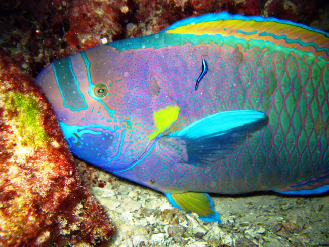 Spectacled parrotfish (Chlorurus perspicillatus)